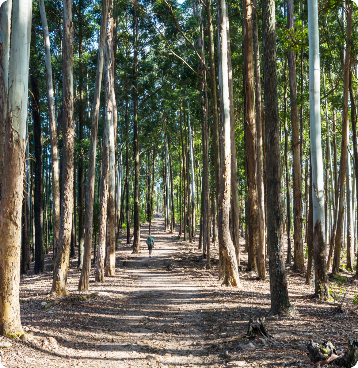 En la imagen se muestra un camino con arboles verdes y grandes en un bosque.