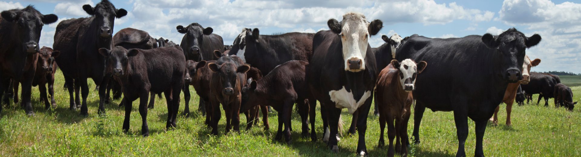 En la imagen se muestra vacas en un pasto verde.